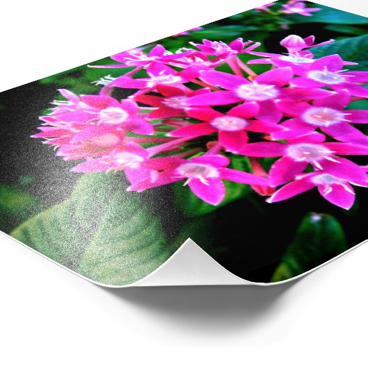 Impression Photo De Belles Fleurs Roses (Coin)