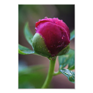 Impression photo de bouton de fleur de pivoine apr