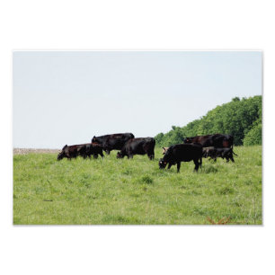 Impression photo de bovins Black Angus