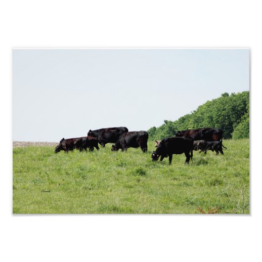 Impression photo de bovins Black Angus (Devant)