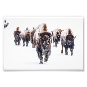 Impression photo de buffles de Yellowstone