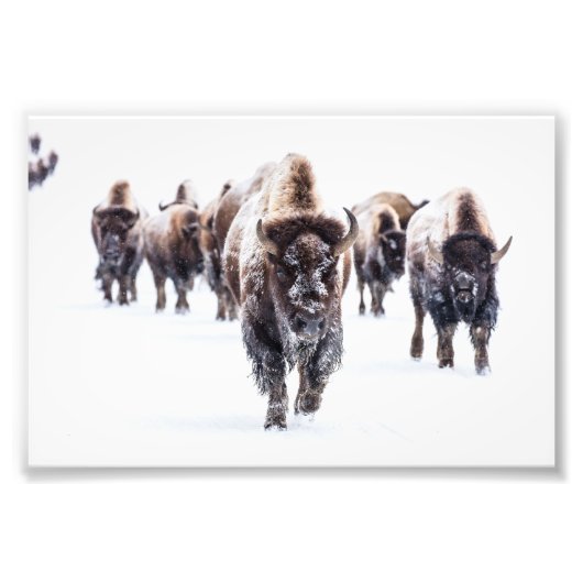 Impression photo de buffles de Yellowstone (Devant)