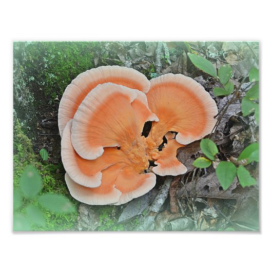Impression photo de champignon Poulet des Bois (Devant)