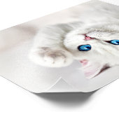 Impression photo de chaton blanc (Coin)