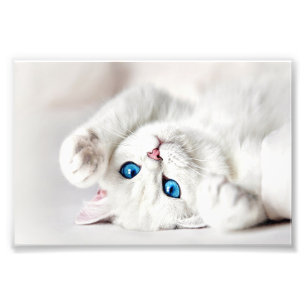 Impression photo de chaton blanc