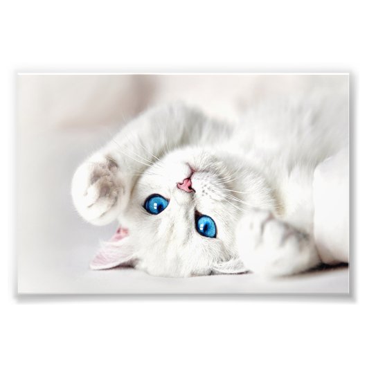 Impression photo de chaton blanc (Devant)
