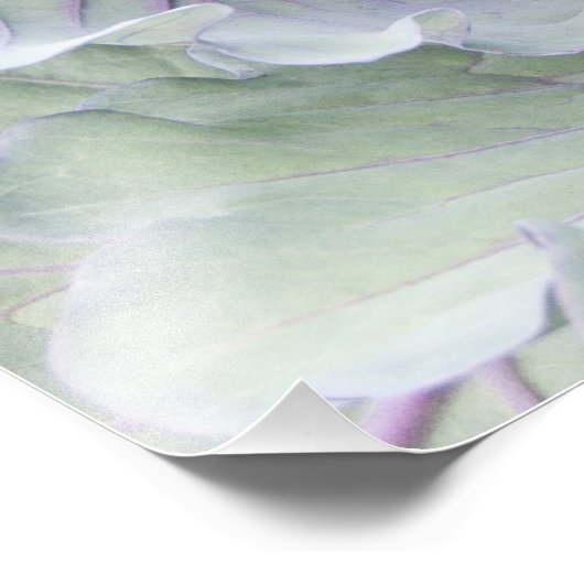 Impression photo de chou (Coin)