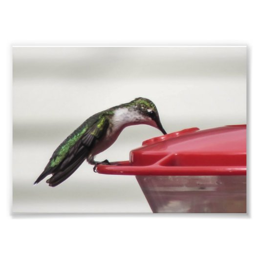 Impression photo de colibri 7x5 (Devant)