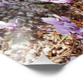 Impression photo de cyclamen (Coin)
