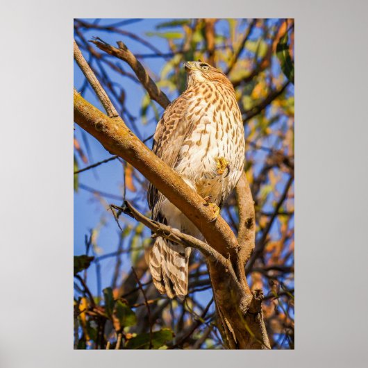 Impression photo de faucon perché | Art de rapace (Devant)