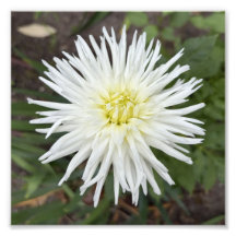 Impression photo de fleur botanique de dahlia cact