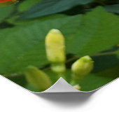 Impression photo de fleur de lis d'orange (Coin)