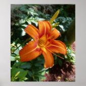 Impression photo de fleur d'hémérocalle orange (Devant)