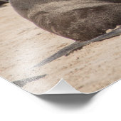 Impression photo de haute qualité des phoques à fo (Coin)