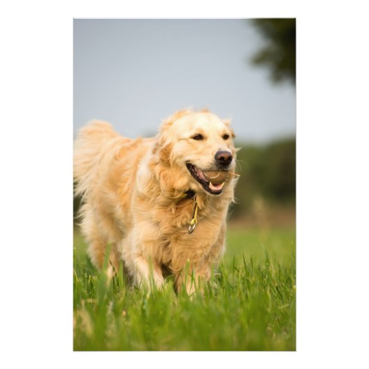Impression photo de haute qualité Golden Retriever (Devant)