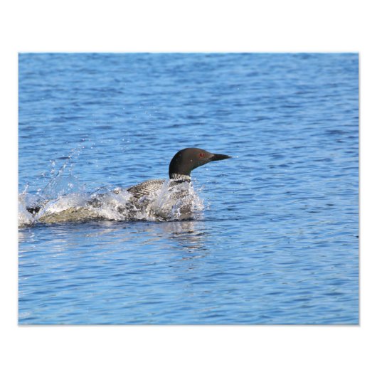 Impression photo de huard (Devant)