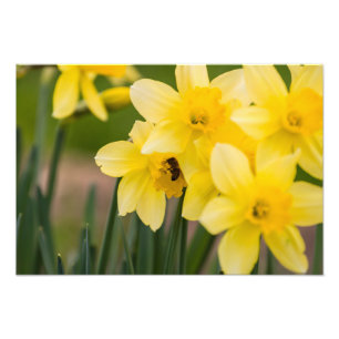 Impression photo de jonquilles