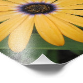 Impression photo de la marguerite jaune (Coin)