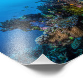 Impression photo de la mer de corail (Coin)