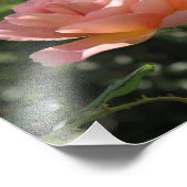 Impression photo de la rose Abraham Darby (Coin)