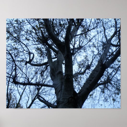 Impression photo de la silhouette d'arbre (Devant)