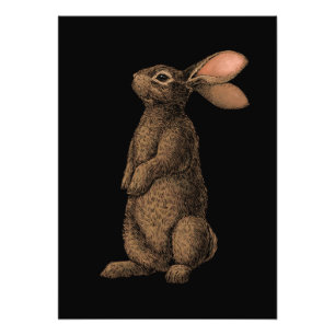 Impression photo de lapin