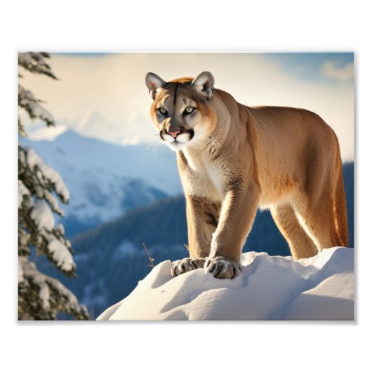 Impression photo de lion de montagne (Devant)