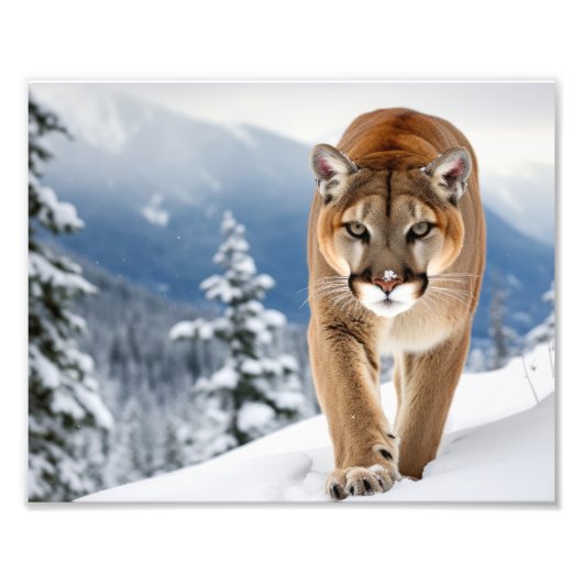 Impression photo de lion de montagne (Devant)