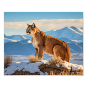 Impression photo de lion de montagne