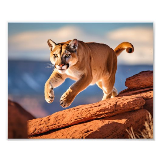 Impression photo de lion de montagne (Devant)