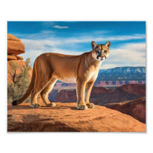 Impression photo de lion de montagne