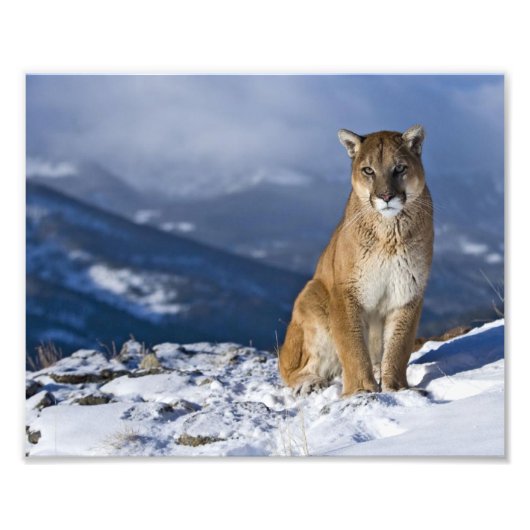 Impression photo de lion de montagne (Devant)