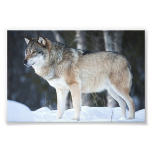 Impression photo de loup sauvage