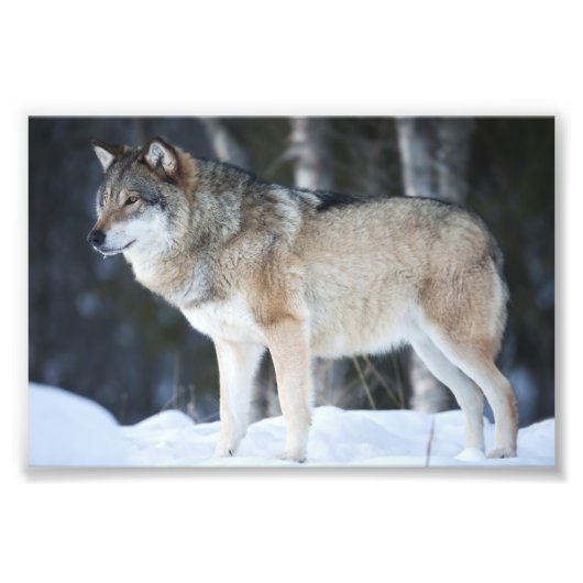 Impression photo de loup sauvage (Devant)