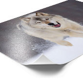 Impression photo de loup sauvage (Coin)