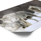 Impression photo de loups sauvages (Coin)