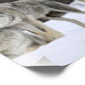 Impression photo de loups sauvages (Coin)