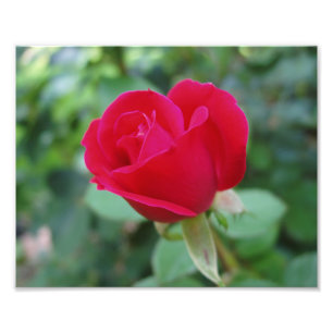 Impression photo de magnifiques fleurs