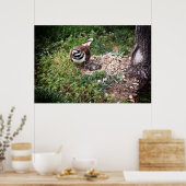 Impression photo de Maman Oiseau protégeant ses œu (Cuisine)