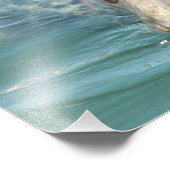 Impression photo de mignon phoque, de Cape Cod Cha (Coin)