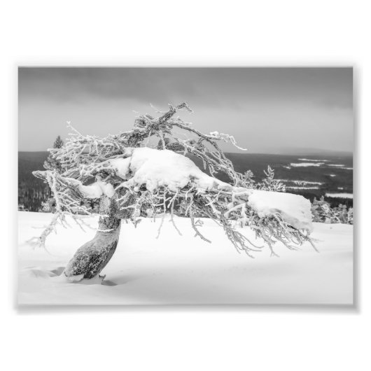 Impression photo de pin tordu Icy (Devant)