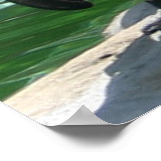 Impression photo de pingouins (Coin)