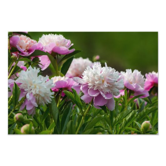 Impression photo de pivoines (Devant)