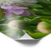 Impression photo de pivoines (Coin)