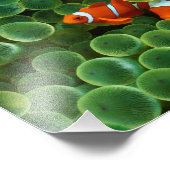 Impression photo de poisson clown (Coin)