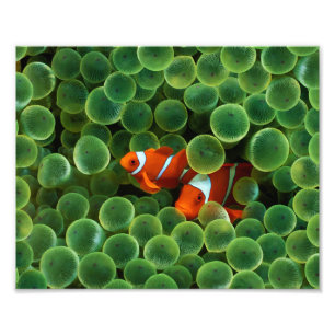 Impression photo de poisson clown