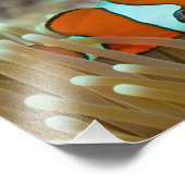 Impression photo de poisson clown mignon (Coin)