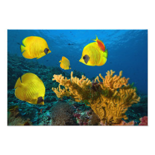 Impression photo de poissons tropicaux
