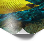 Impression photo de poissons tropicaux (Coin)