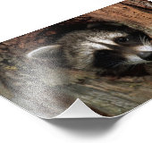 Impression photo de raton laveur (Coin)